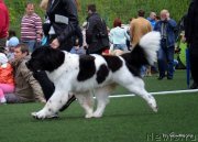 Превью фото № 152867