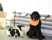 Превью фото № 152875