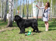 Превью фото № 152882