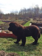 Превью фото № 152890