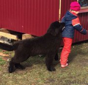 Превью фото № 152892