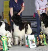 Превью фото № 152914