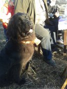 Превью фото № 152941