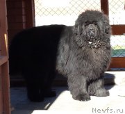 Превью фото № 152944