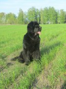 Превью фото № 153000