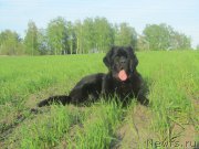 Превью фото № 153001