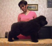 Превью фото № 153019