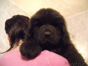 Превью фото № 153020