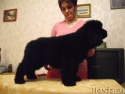 Превью фото № 153030