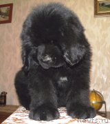 Превью фото № 153031