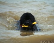 Превью фото № 153033