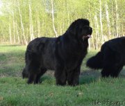 Превью фото № 153048