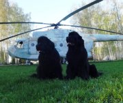 Превью фото № 153052