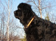 Превью фото № 153096