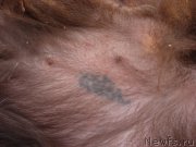 Превью фото № 153104