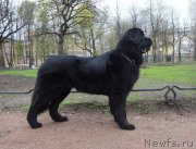 Превью фото № 153140