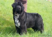 Превью фото № 153158