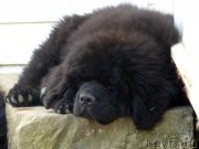 Превью фото № 153190