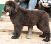 Превью фото № 153326