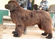 Превью фото № 153331