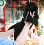 Превью фото № 153342