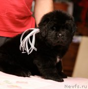 Превью фото № 153358