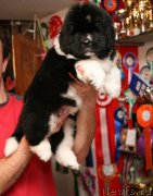 Превью фото № 153396