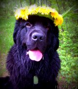 Превью фото № 153466