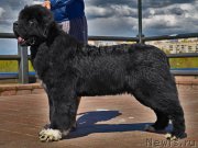 Превью фото № 153474