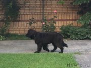 Превью фото № 153504