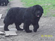 Превью фото № 153508