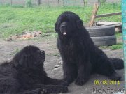 Превью фото № 153510