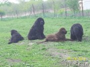 Превью фото № 153512