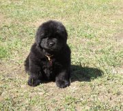 Превью фото № 153640