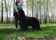 Превью фото № 153756