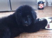 Превью фото № 153757