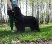 Превью фото № 153759