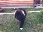 Превью фото № 153762