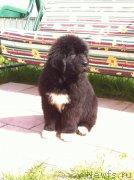 Превью фото № 153769