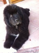 Превью фото № 153771