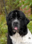 Превью фото № 153857