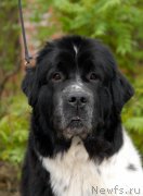 Превью фото № 153858