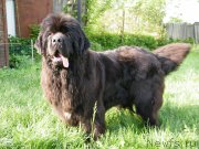 Превью фото № 153932