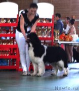 Превью фото № 153978