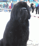 Превью фото № 1540