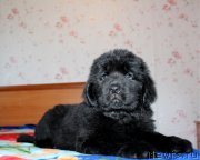 Превью фото № 154009