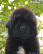 Превью фото № 154021