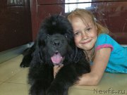 Превью фото № 154044