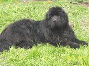 Превью фото № 154050