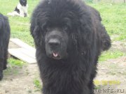 Превью фото № 154052